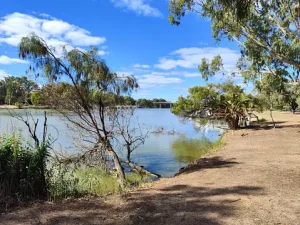 Weed in Mildura