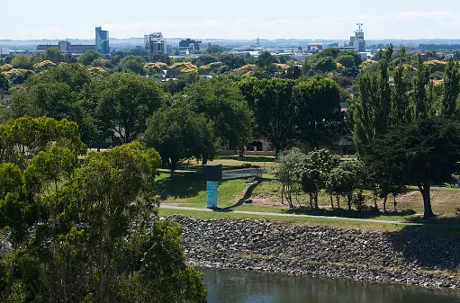 Weed in Palmerston North