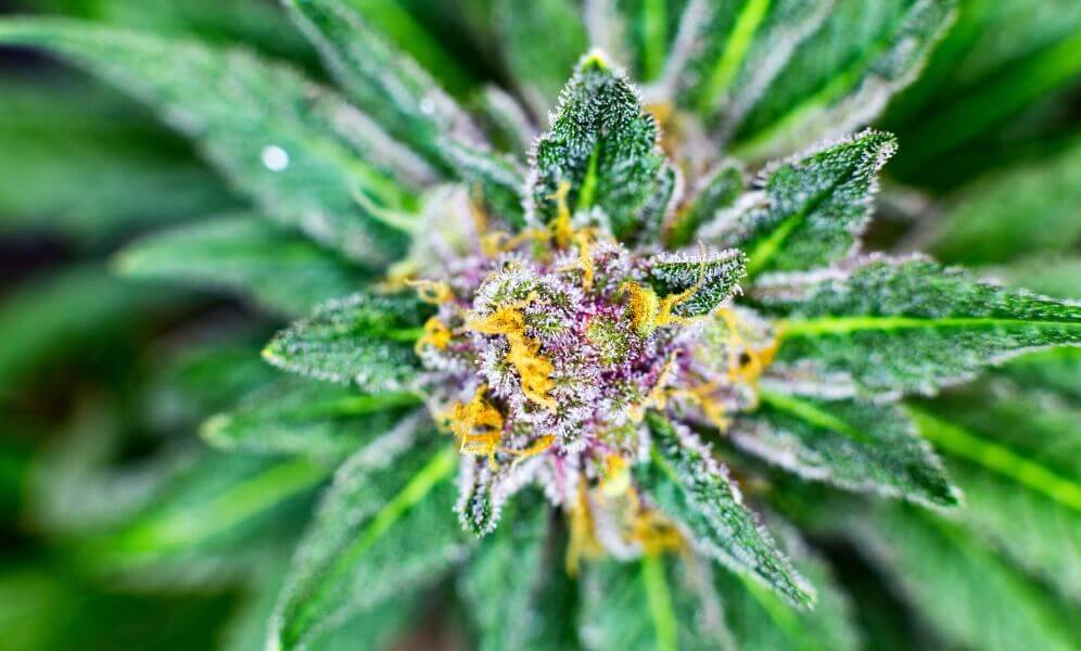 Weed in Gothenburg